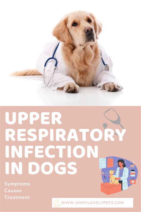 CIV causes an acute respiratory infection in dogs, with the most common clinical sign being a cough that persists for up to 21 days
